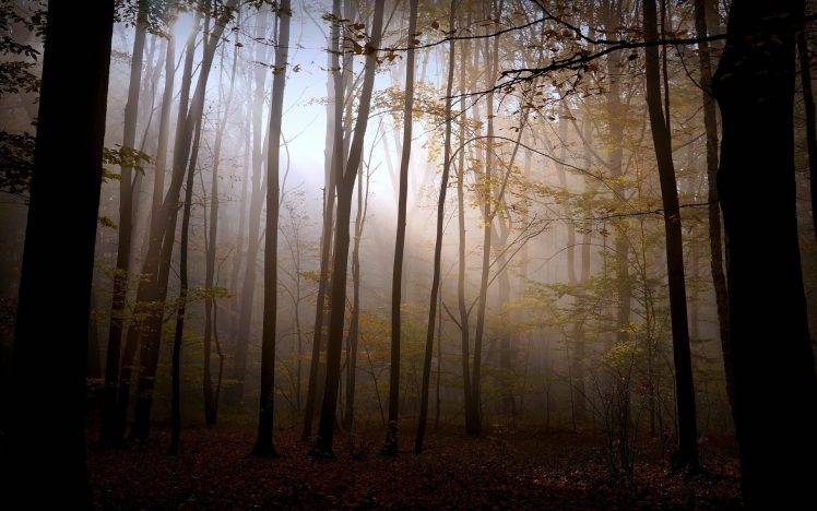 nature, Landscape, Forest, Fall, Trees, Sunlight HD Wallpaper Desktop Background