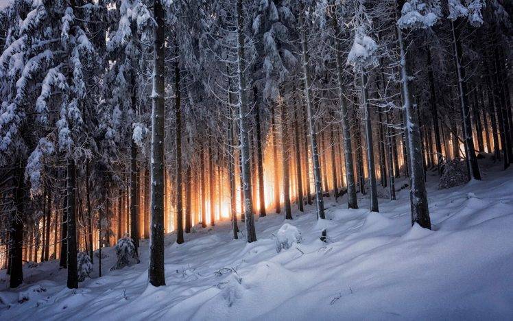 nature, Trees, Sunlight, Winter, Snow, Forest, Pine Trees, Landscape HD Wallpaper Desktop Background