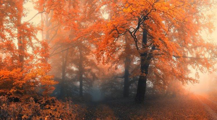 landscape, Forest, Trees, Leaves HD Wallpaper Desktop Background