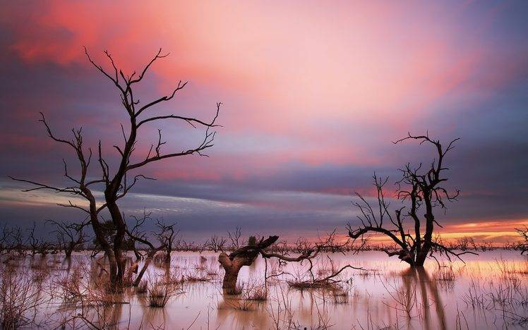 landscape, Water, Trees, Swamp HD Wallpaper Desktop Background