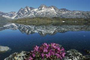 nature, Landscape, Mountain, Greenland, Water, Lake, Snow, Flowers, Stones, Reflection, Rock