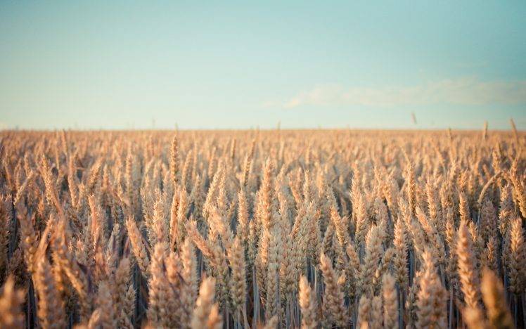 landscape, Spikelets, Plants, Field, Nature, Depth Of Field, Wheat, Bright, Sunlight HD Wallpaper Desktop Background