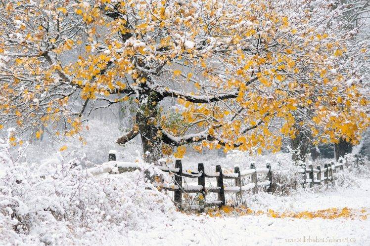 winter, Landscape, Nature, Trees, Snow, Fence HD Wallpaper Desktop Background