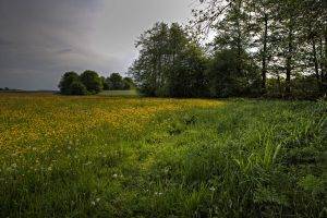 nature, Grass, Flowers, Trees, Field, Clouds, Landscape
