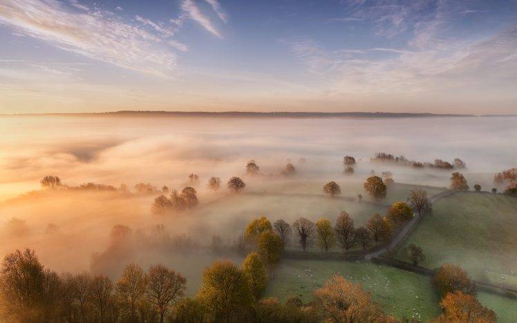 landscape, Mist, Trees, Hill, Road, Sheep HD Wallpaper Desktop Background