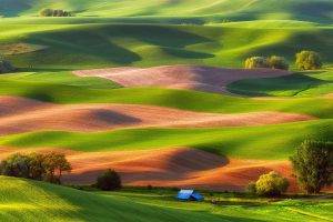 USA, Landscape, Field, Steptoe Butte State Park, Hill, Nature, Green, Trees