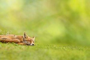 nature, Landscape, Fox, Sleeping, Field, Grass, Depth Of Field, Green, Wildlife, Mammals