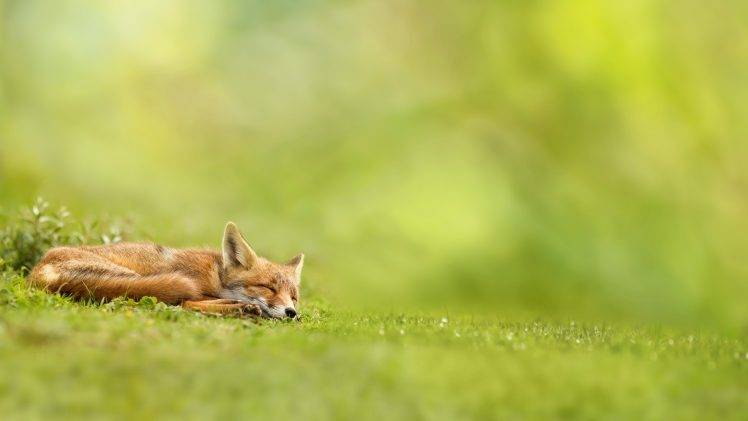 nature, Landscape, Fox, Sleeping, Field, Grass, Depth Of Field, Green, Wildlife, Mammals HD Wallpaper Desktop Background