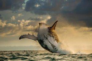 nature, Landscape, Animals, Whale, Sea, Jumping, Horizon, Clouds, Water Drops