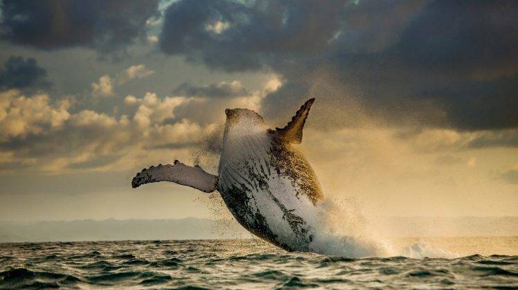 nature, Landscape, Animals, Whale, Sea, Jumping, Horizon, Clouds, Water Drops HD Wallpaper Desktop Background