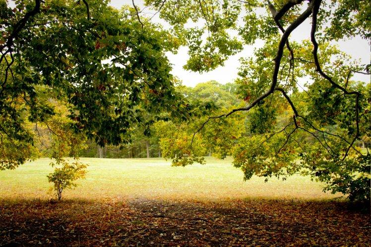 trees, Green, Nature, Sunlight, Fall, Landscape, Leaves, Branch HD Wallpaper Desktop Background