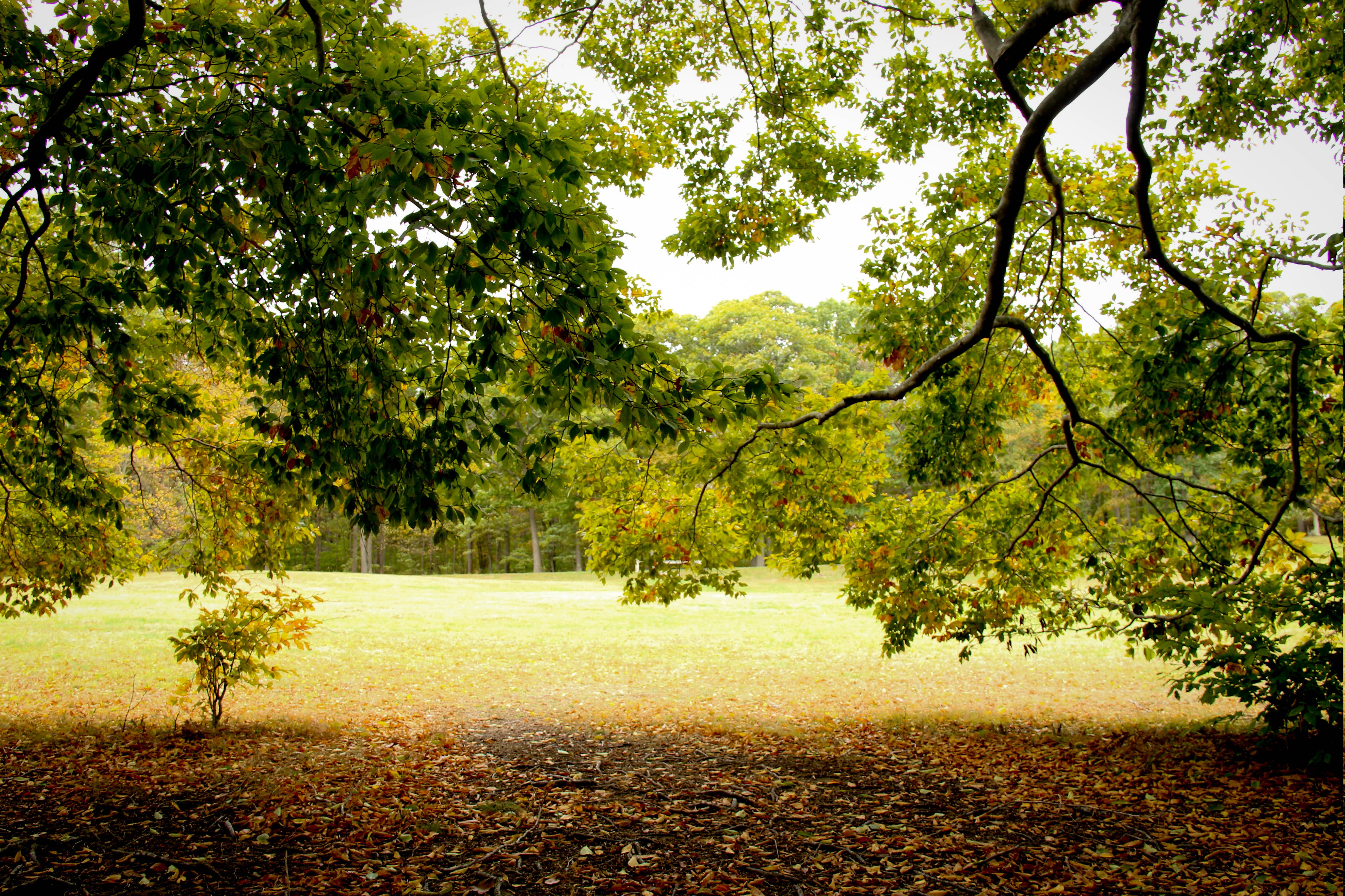trees, Green, Nature, Sunlight, Fall, Landscape, Leaves, Branch Wallpaper
