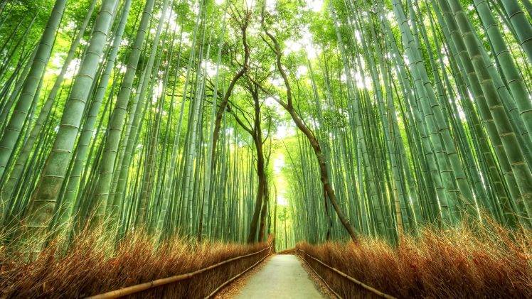 landscape, Bamboo, Path, Japan, Nature, Fence, Forest HD Wallpaper Desktop Background