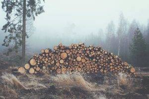 photography, Nature, Landscape, Log, Trees, Mist, Forest