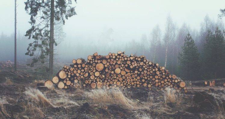 photography, Nature, Landscape, Log, Trees, Mist, Forest HD Wallpaper Desktop Background