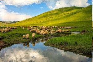 nature, Landscape, Turkey, Ordu, Sheep, River, Animals, Hill, Plains