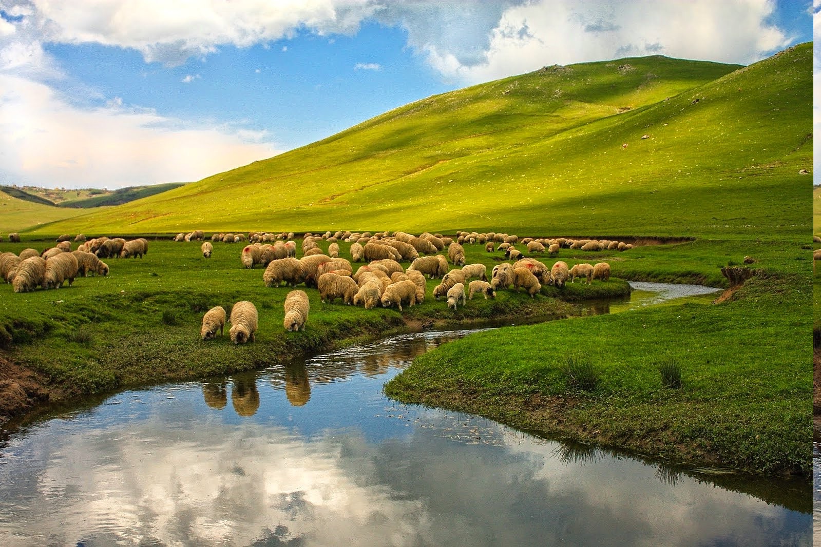 nature, Landscape, Turkey, Ordu, Sheep, River, Animals, Hill, Plains Wallpaper