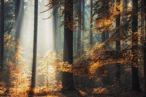 nature, Landscape, Trees, Forest, Sunlight, Fall, Leaves