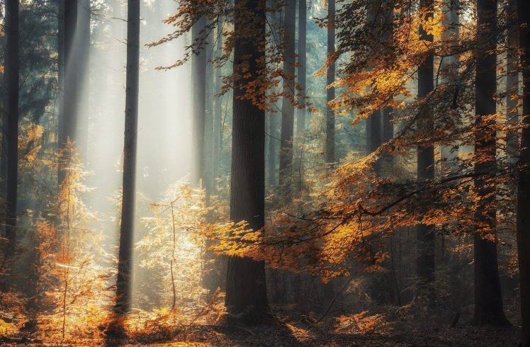 nature, Landscape, Trees, Forest, Sunlight, Fall, Leaves HD Wallpaper Desktop Background