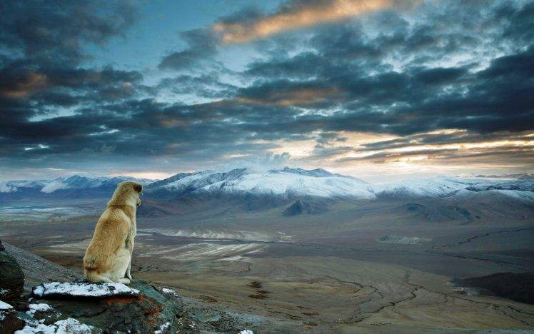 nature, Landscape, Dog, Mountain, Himalayas HD Wallpaper Desktop Background
