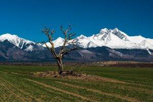 nature, Landscape, Trees, Field, Tatra Mountains, Slovakia, Snow, Hill, Forest