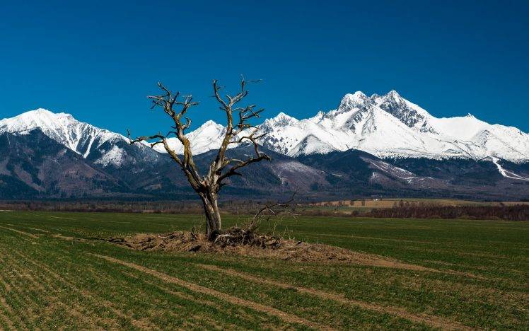 nature, Landscape, Trees, Field, Tatra Mountains, Slovakia, Snow, Hill, Forest HD Wallpaper Desktop Background