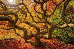 nature, Landscape, Trees, Fall, Japanese, Branch, Sun, Colorful, Leaves