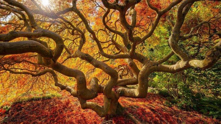 nature, Landscape, Trees, Fall, Japanese, Branch, Sun, Colorful, Leaves HD Wallpaper Desktop Background