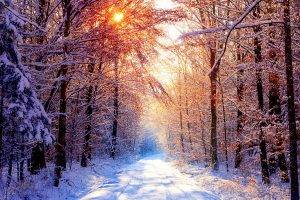 road, Nature, Landscape, Trees, Ice, Winter