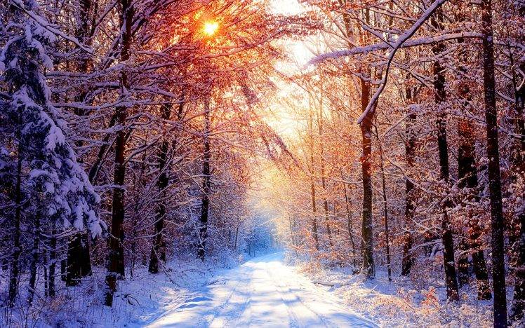 road, Nature, Landscape, Trees, Ice, Winter HD Wallpaper Desktop Background