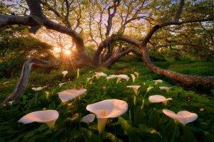 nature, Landscape, Trees, California, USA, Flowers, Sunlight, Sun, Branch, Leaves, Plants, Lilies, White Flowers
