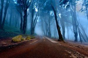 nature, Landscape, Trees, Forest, Mist, Road, Portugal, Stones, Moss, Roots, Morning, Rock