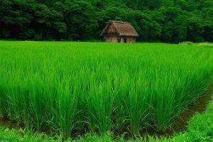 nature, Landscape, Green, Water, Trees, House, Forest, Grass, Field, Plants, Rice Paddy