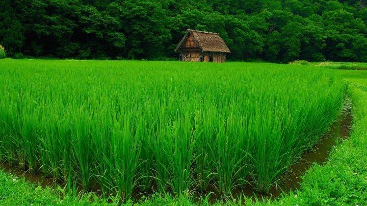 nature, Landscape, Green, Water, Trees, House, Forest, Grass, Field, Plants, Rice Paddy HD Wallpaper Desktop Background