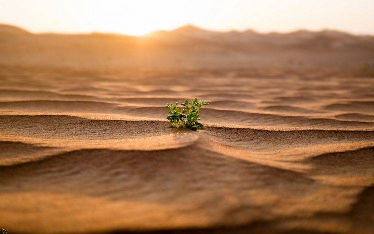nature, Landscape, Desert, Sand, Plants, Leaves, Dune, Depth Of Field HD Wallpaper Desktop Background