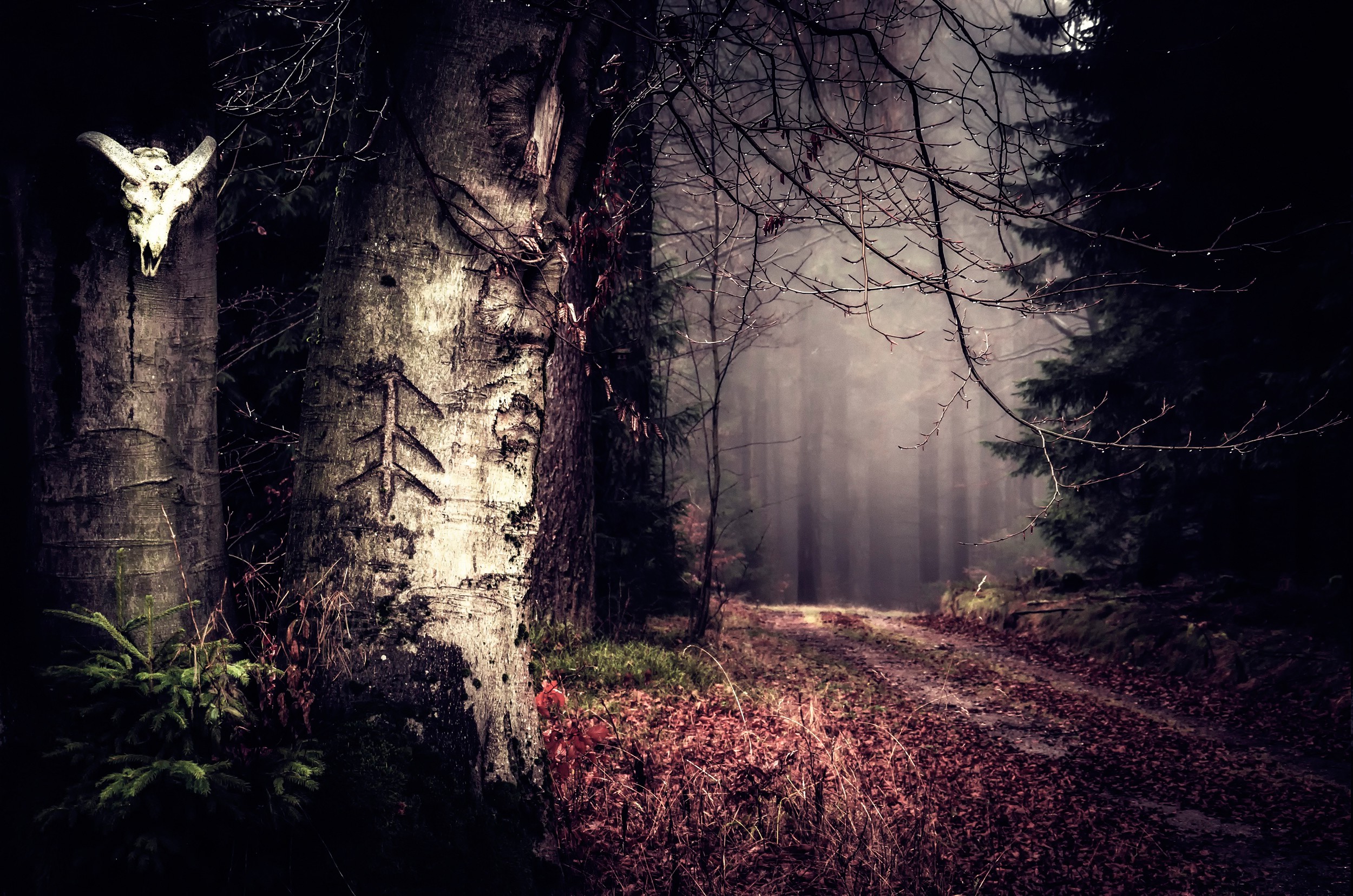 nature, Landscape, Trees, Forest, Leaves, Mist, Fall, Path, Plants, Skull, Horns Wallpaper