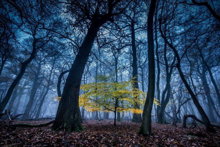 nature, Landscape, Trees, Forest, Leaves, Mist, Fall, Blue, Branch HD Wallpaper Desktop Background