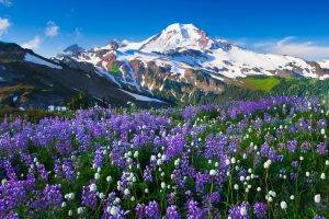 mountain, Flowers, Snow, Landscape