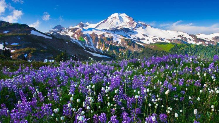 mountain, Flowers, Snow, Landscape HD Wallpaper Desktop Background