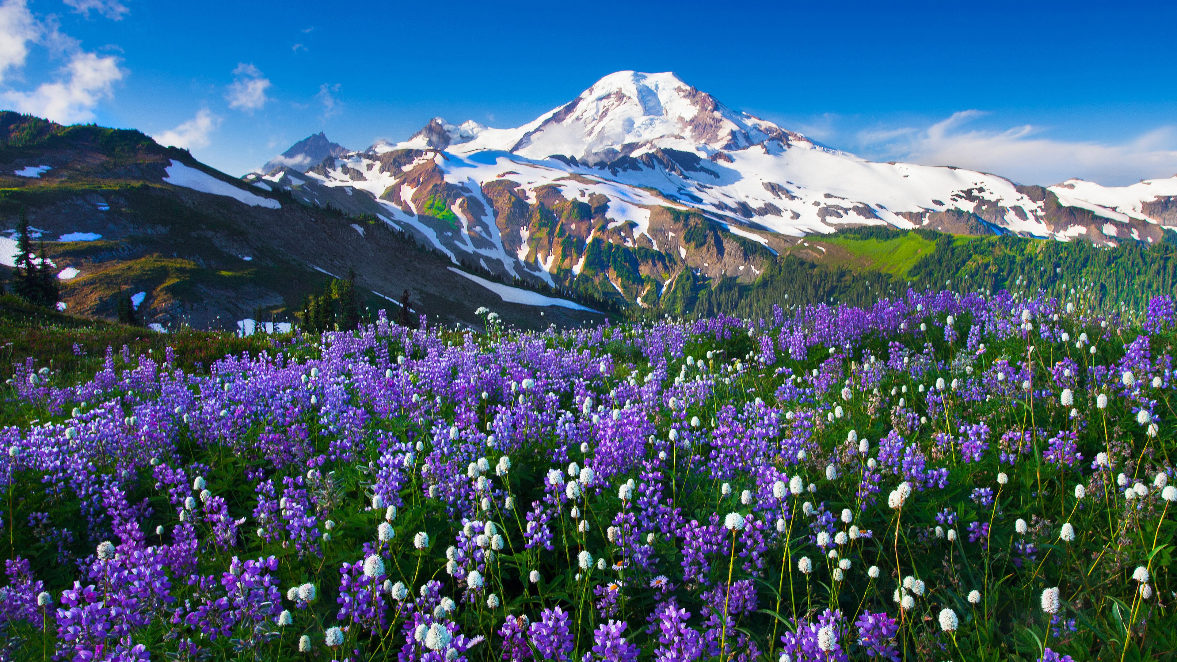 mountain, Flowers, Snow, Landscape Wallpaper