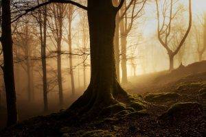 nature, Landscape, Trees, Wood, Forest, Mist, Leaves, Fall, Branch, Roots, Moss, Silhouette