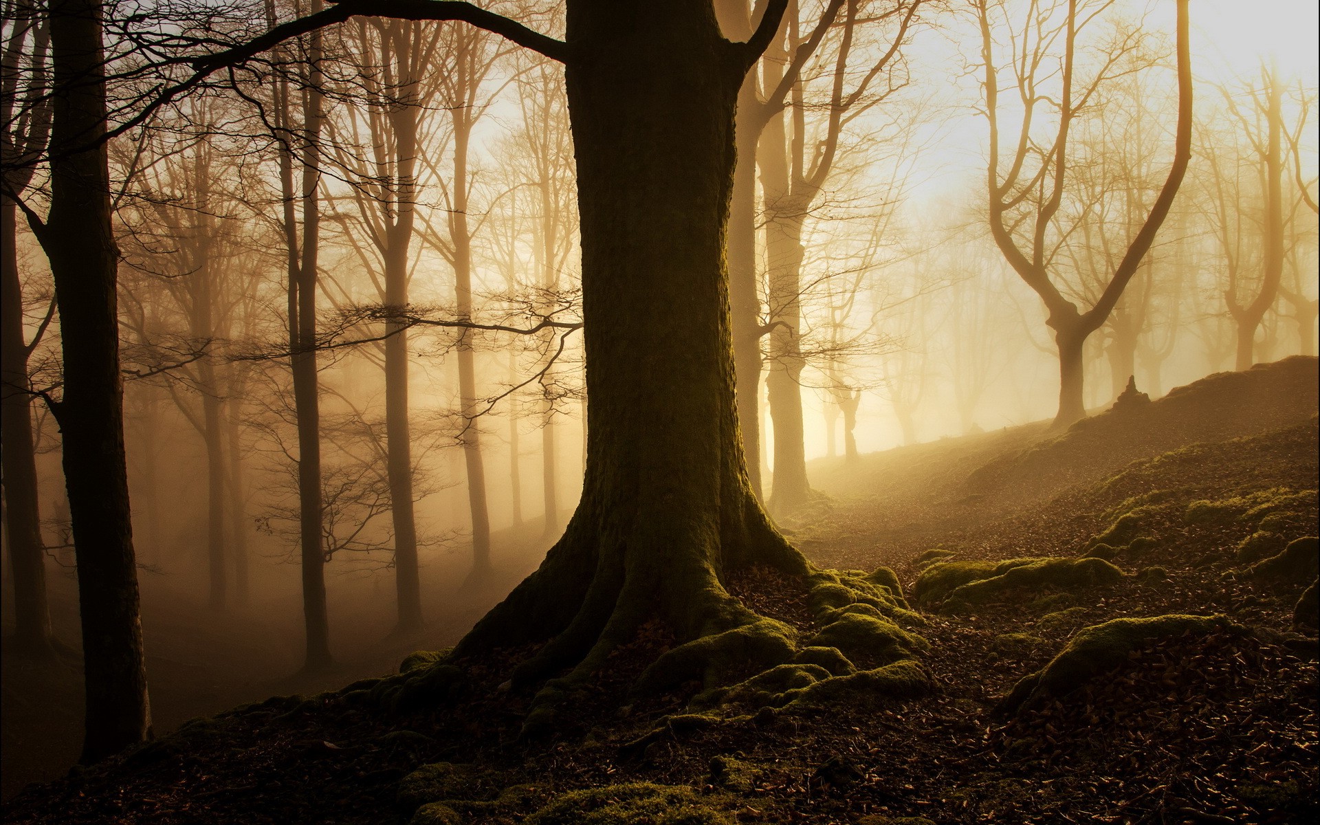 nature, Landscape, Trees, Wood, Forest, Mist, Leaves, Fall, Branch, Roots, Moss, Silhouette Wallpaper