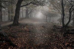 nature, Landscape, Trees, Wood, Forest, Mist, Leaves, Fall, Branch, Roots