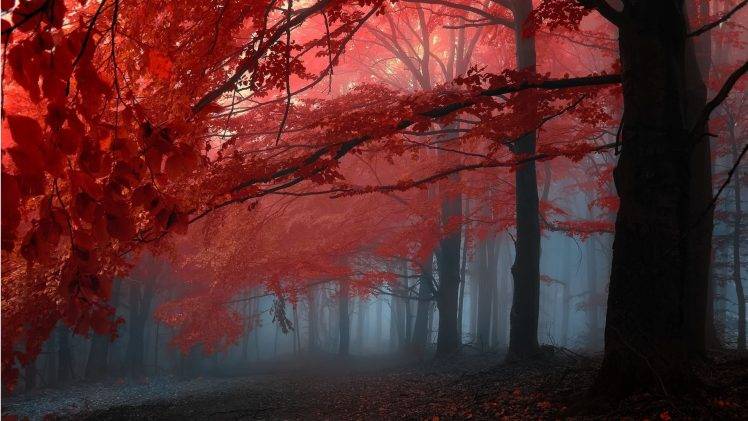 nature, Landscape, Trees, Forest, Branch, Leaves, Fall, Mist HD Wallpaper Desktop Background