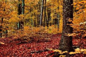 nature, Landscape, Trees, Forest, Branch, Leaves, Fall, Wood