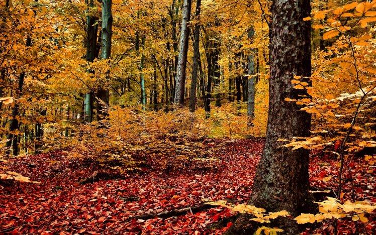 nature, Landscape, Trees, Forest, Branch, Leaves, Fall, Wood HD Wallpaper Desktop Background
