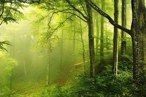 nature, Landscape, Trees, Wood, Forest, Leaves, Branch, Moss, Green, Mist, Signatures