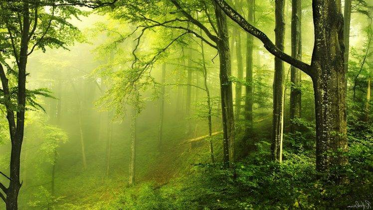 nature, Landscape, Trees, Wood, Forest, Leaves, Branch, Moss, Green, Mist, Signatures HD Wallpaper Desktop Background