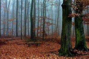 nature, Landscape, Trees, Wood, Forest, Leaves, Branch, Fall, Bench, Mist, Moss