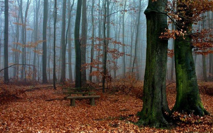 nature, Landscape, Trees, Wood, Forest, Leaves, Branch, Fall, Bench, Mist, Moss HD Wallpaper Desktop Background